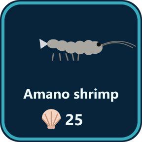 The Amano shrimp key in the shop