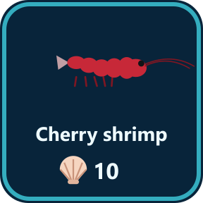 The Cherry shrimp key in the shop
