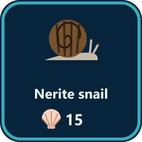 The Nerite snail key in the shop