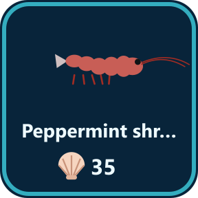 The Peppermint shrimp key in the shop