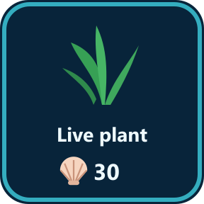The Live plant key in the shop